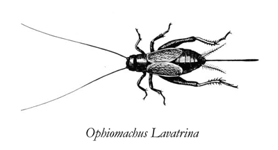 Ophiomachus-Lavatrina